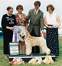 CH Gleanngay Derring-Do