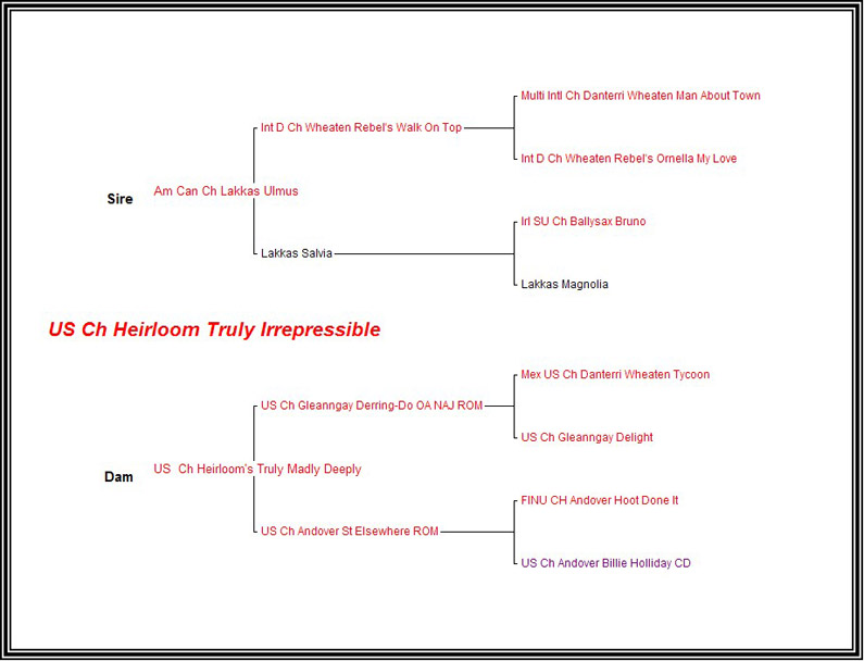 Pedigree CH Heirloom Truly Irrepressible
