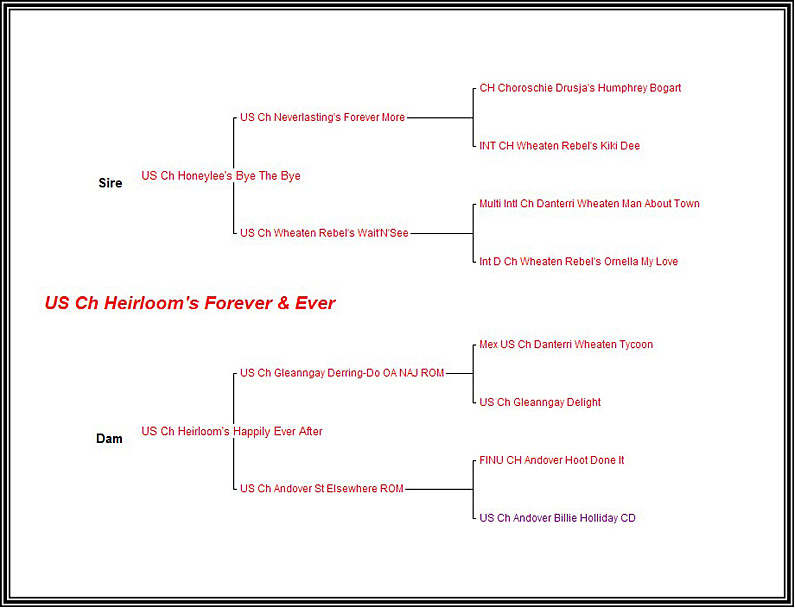 Pedigree CH Heirloom Forever and Ever